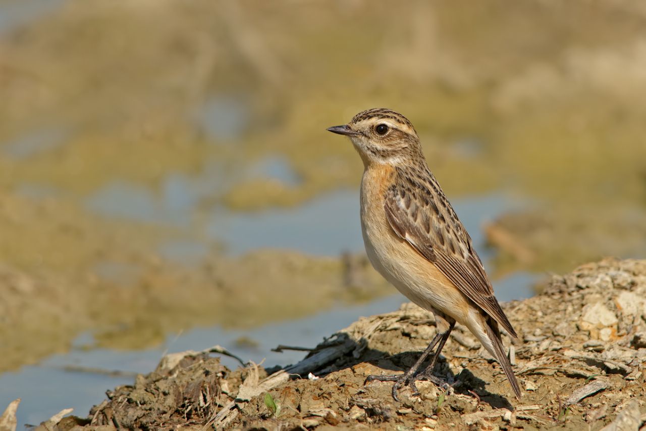 Stiaccino (Saxicola rubetra)